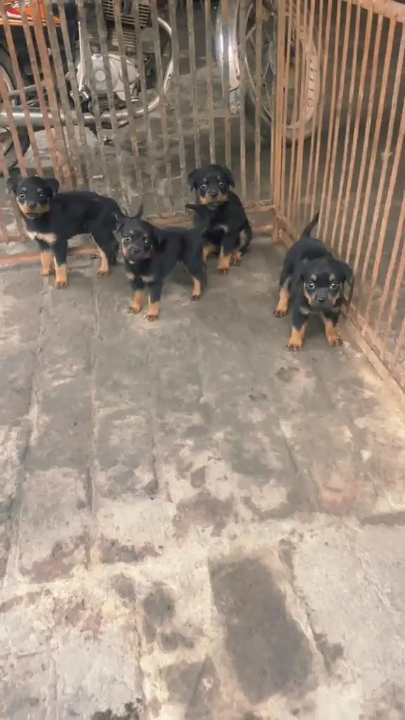 ROTTWEILER PAPYS LOOKING FOR NEW HOME — photo 6