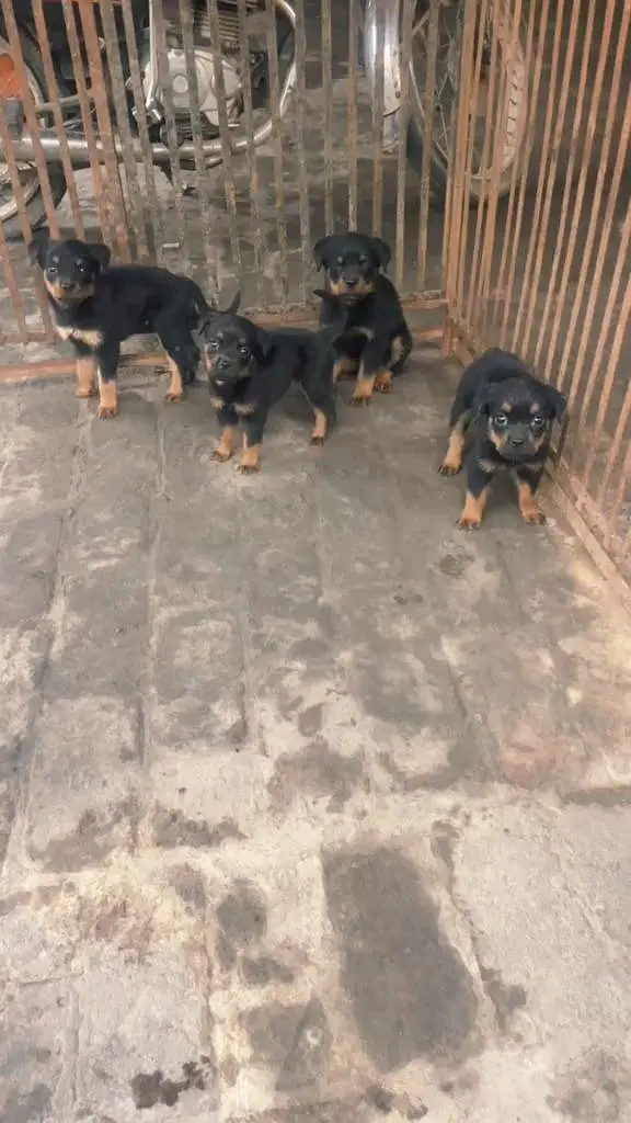ROTTWEILER PAPYS LOOKING FOR NEW HOME — photo 7