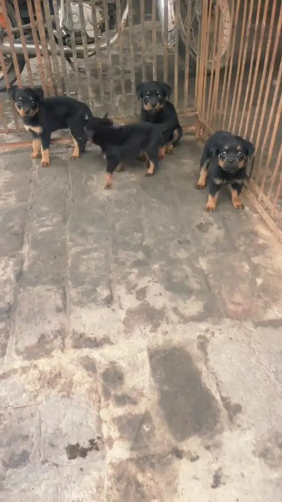 ROTTWEILER PAPYS LOOKING FOR NEW HOME — photo 8