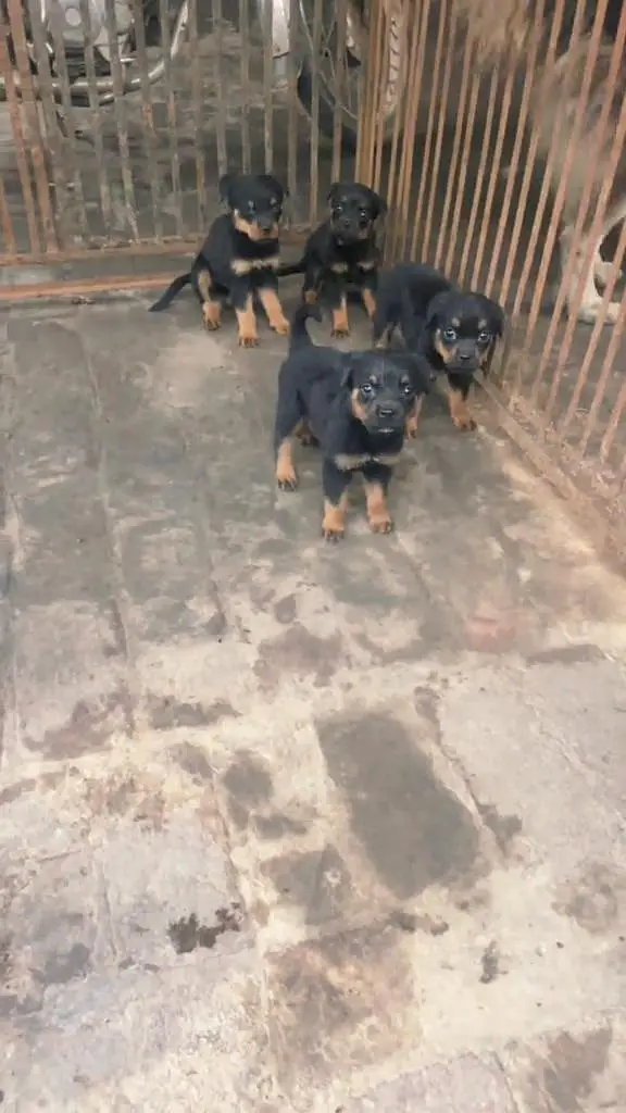 ROTTWEILER PAPYS LOOKING FOR NEW HOME — photo 9