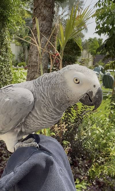 African grey male