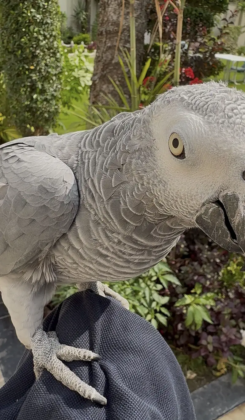 African grey male — photo 2