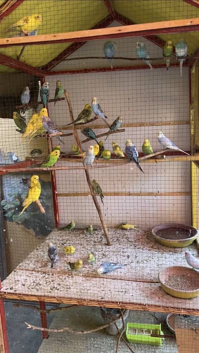Undersize Budgies pairs Mixed and Diamond Doves