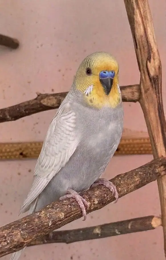 Undersize Budgies pairs Mixed and Diamond Doves — photo 2