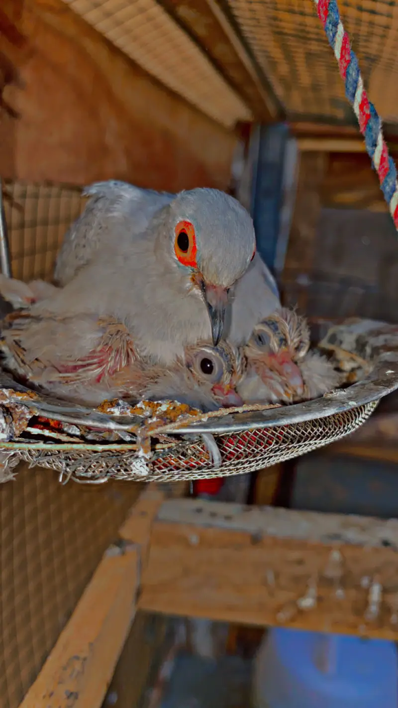 Undersize Budgies pairs Mixed and Diamond Doves — photo 3