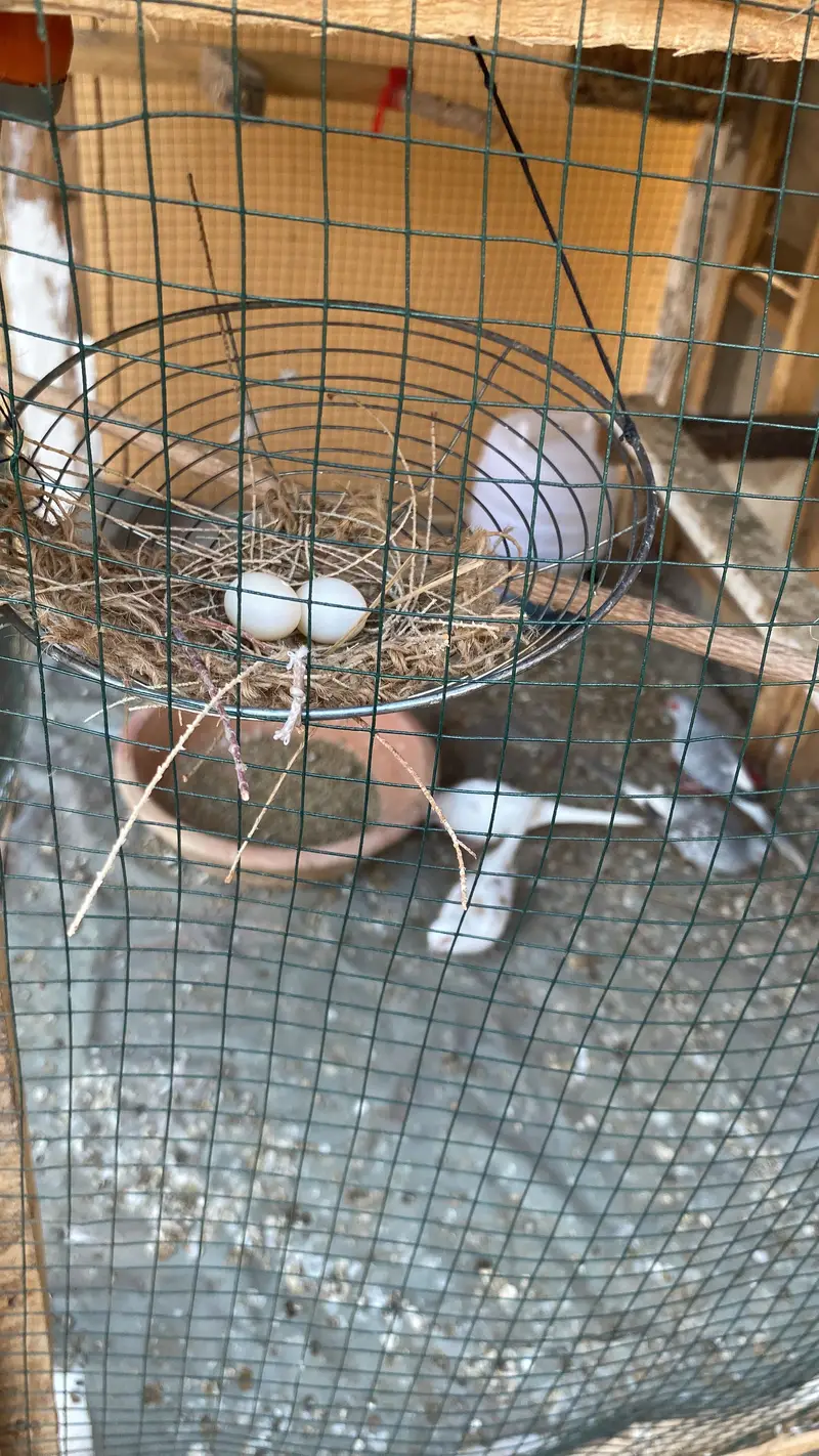 Undersize Budgies pairs Mixed and Diamond Doves — photo 4