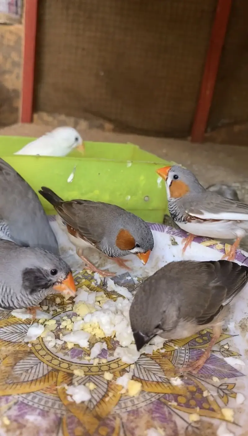 Undersize Budgies pairs Mixed and Diamond Doves — photo 5