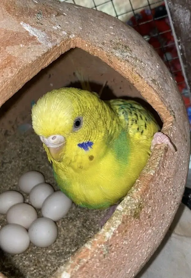Undersize Budgies pairs Mixed and Diamond Doves — photo 6