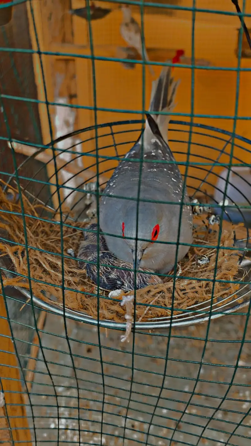 Undersize Budgies pairs Mixed and Diamond Doves — photo 7