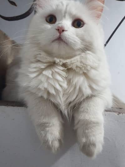 persian cat Triple coated