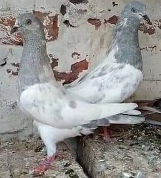 بہترین جوڑوں والا سیٹ اپ