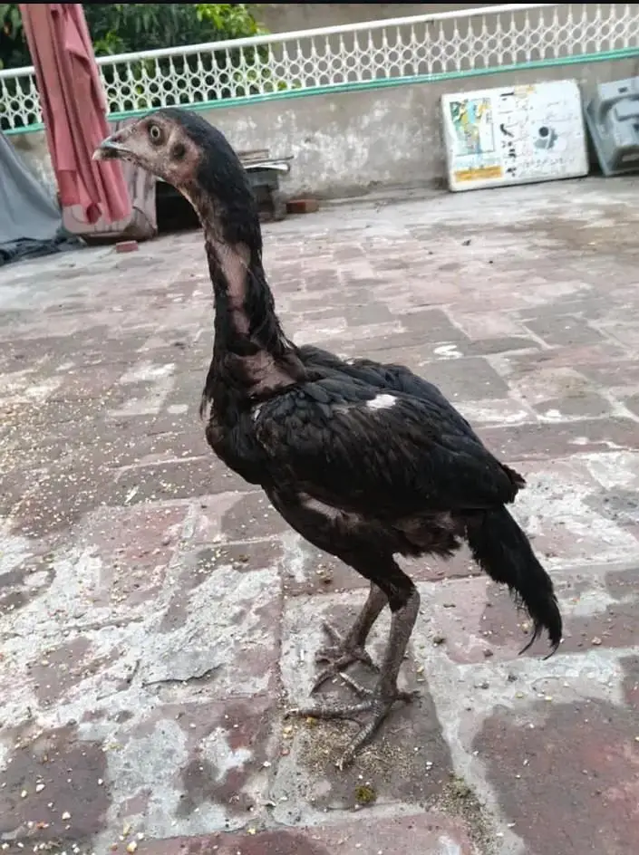 top Quality dragon thai chick — photo 2