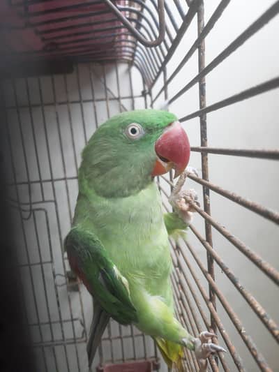 Raw Parrot Female 3 Year / Healthy / Friendly / Amazing Whistling
