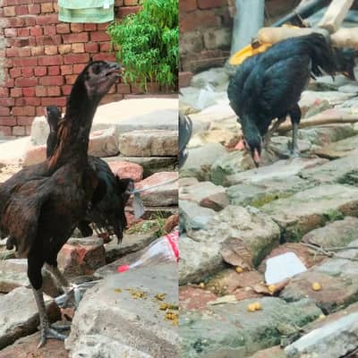 Aseel hai 2 female