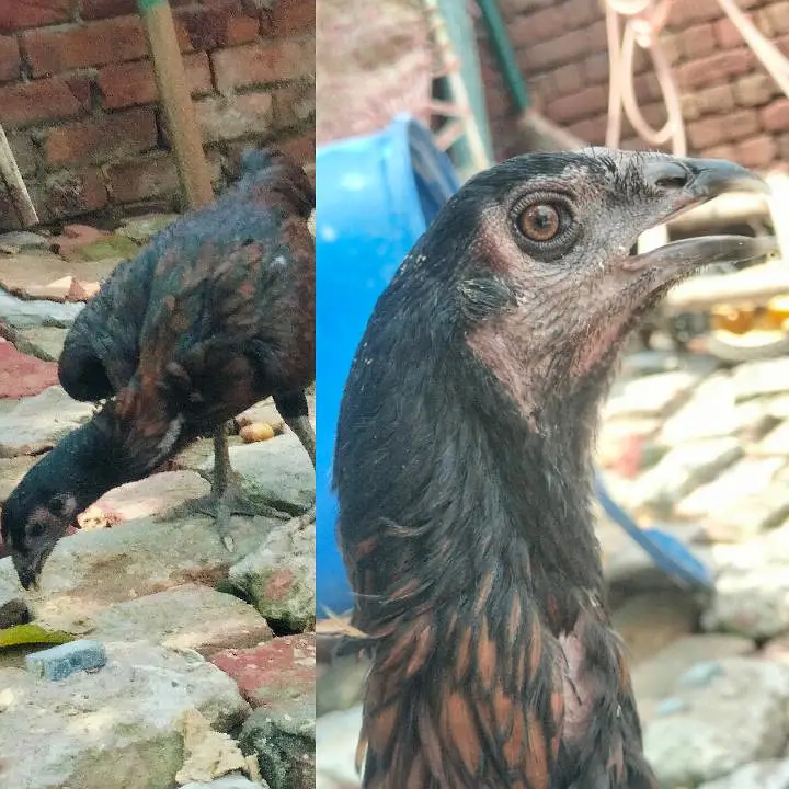 Aseel hai 2 female — photo 2