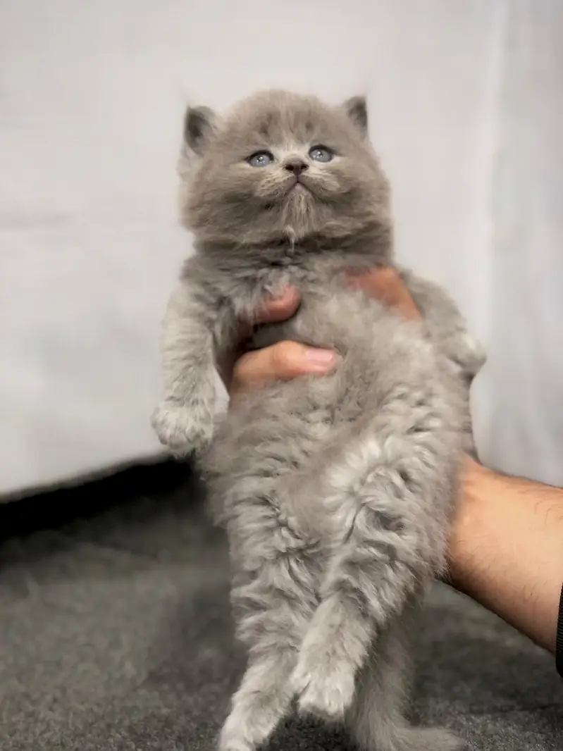 Cash on delivery Persian kitten cats — photo 5