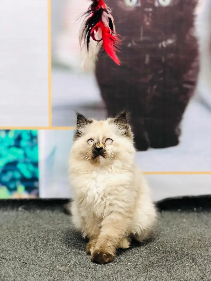 Cash on delivery Persian kitten cats — photo 6
