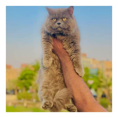 Persian triple coated cats for sale cash on delivery available hy
