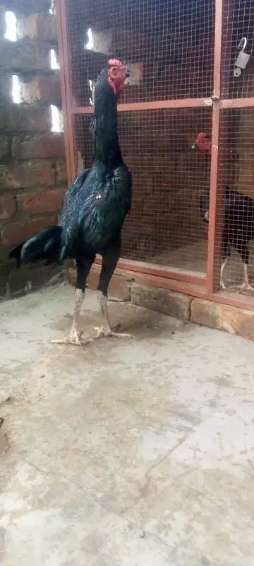 pure aseel pattha long hight for sale 03066898533 — photo 2