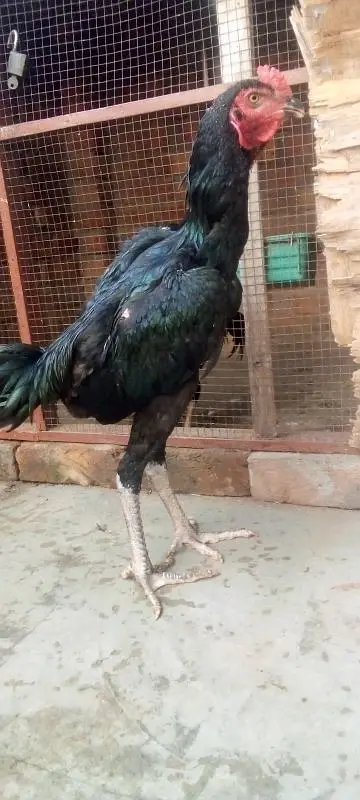 pure aseel pattha long hight for sale 03066898533 — photo 3