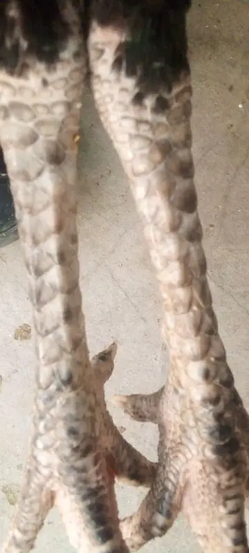 pure aseel pattha long hight for sale 03066898533 — photo 7