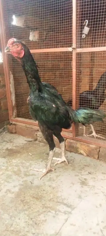 pure aseel pattha long hight for sale 03066898533 — photo 4