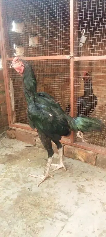 pure aseel pattha long hight for sale 03066898533 — photo 5