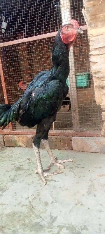 pure aseel pattha long hight for sale 03066898533