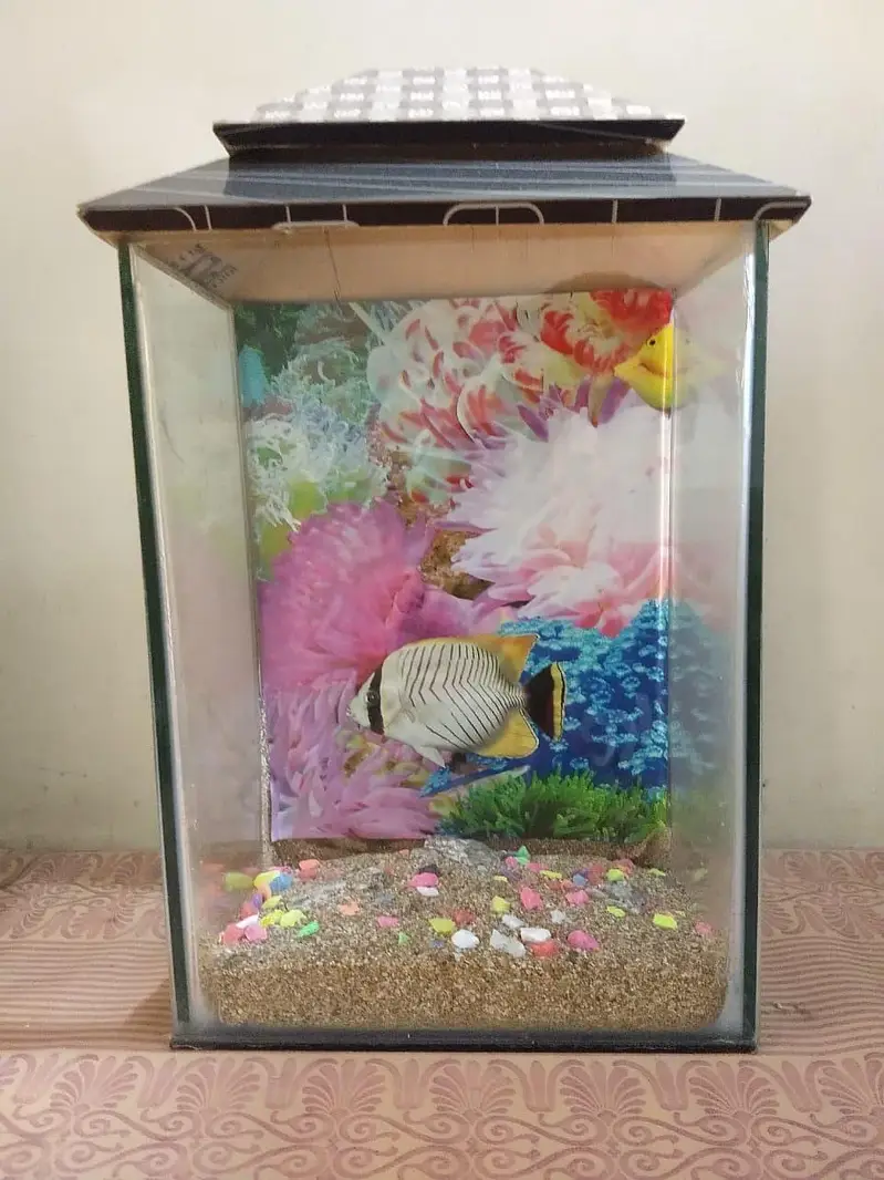 Fish Aquarium With Beautiful Sand And gravels