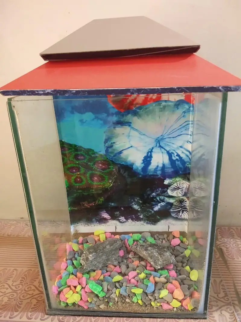 Fish Aquarium With Beautiful Sand And gravels — photo 3