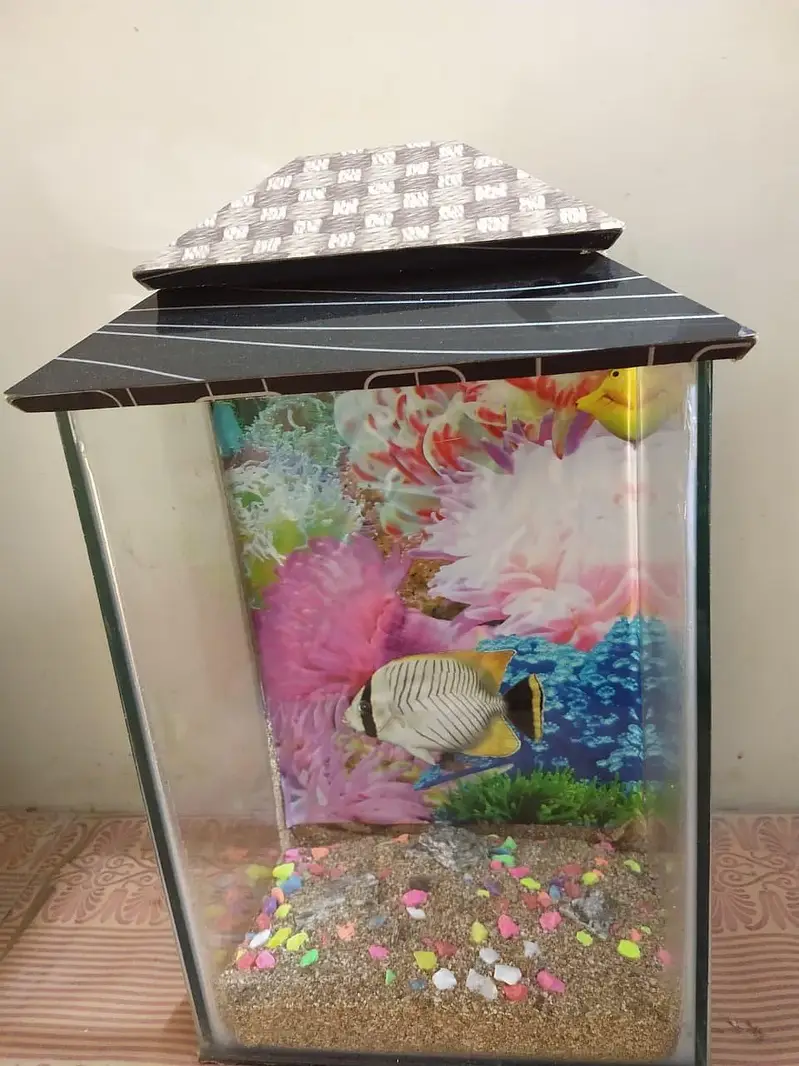 Fish Aquarium With Beautiful Sand And gravels — photo 4