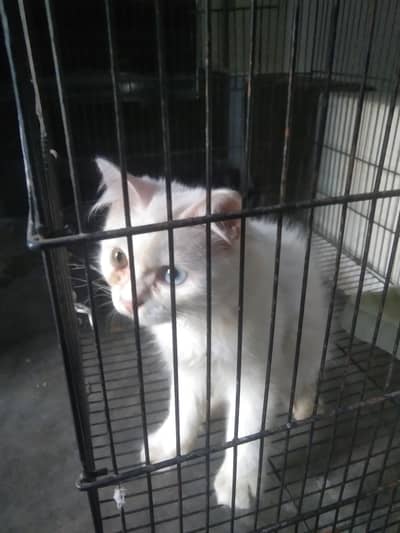 Persian cat washroom bhi khud jati ha