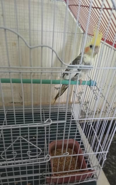 Adult Male Cocktail Parrot (Mixed Colour) Healthy & Active –