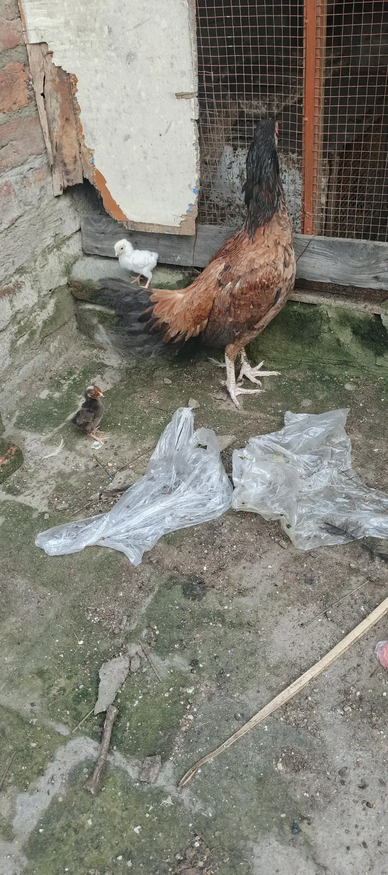 hens chicks and adult — photo 3