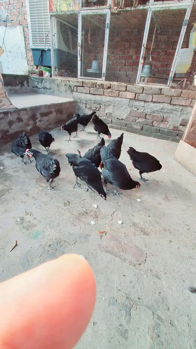 Aseel Mianwali and Austerlop heritage — photo 7