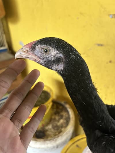2 Black Shamo Chicks & 3 shamo cross chicks - 4 month old