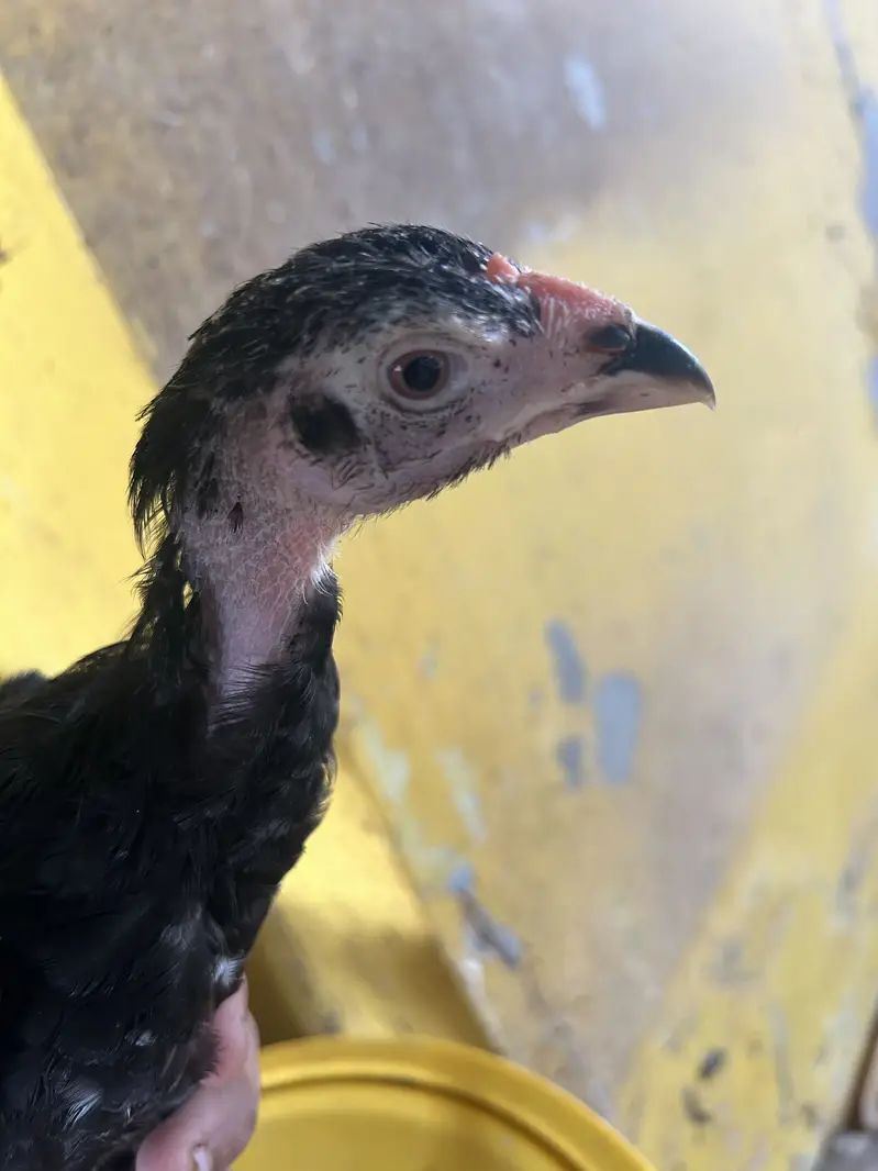 2 Black Shamo Chicks & 3 shamo cross chicks - 4 month old — photo 2