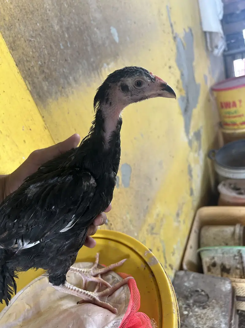 2 Black Shamo Chicks & 3 shamo cross chicks - 4 month old — photo 3