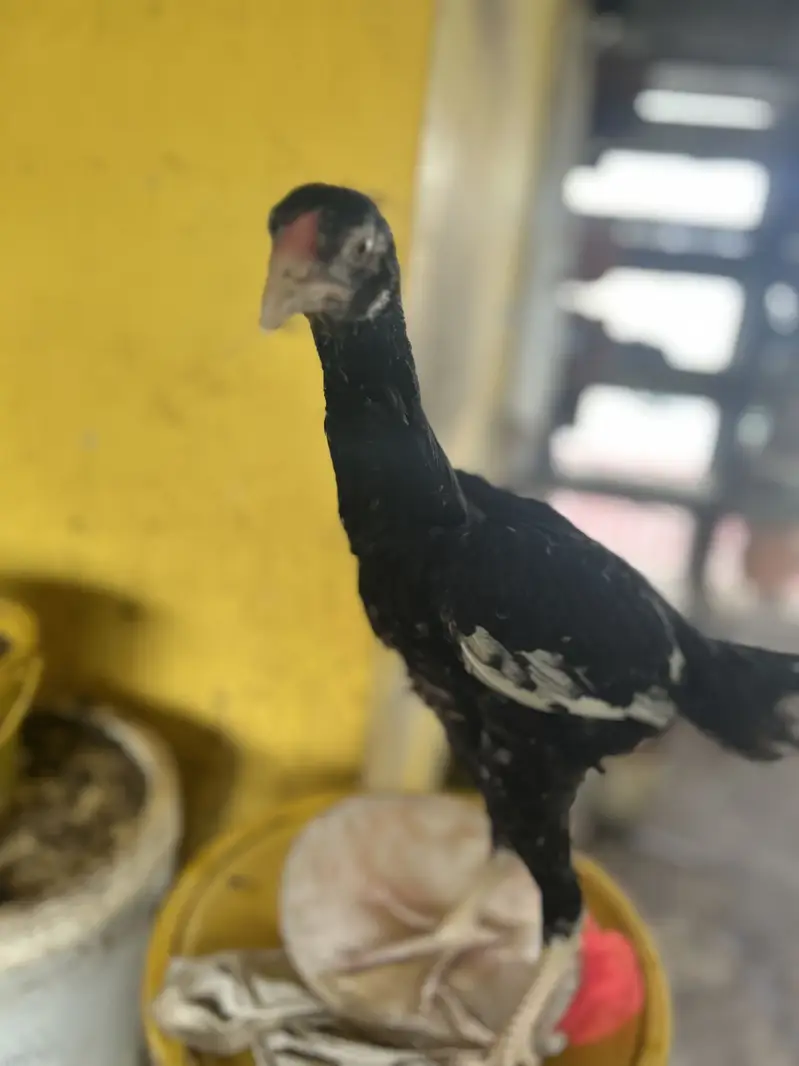 2 Black Shamo Chicks & 3 shamo cross chicks - 4 month old — photo 4