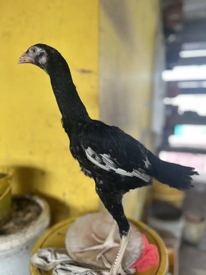 2 Black Shamo Chicks & 3 shamo cross chicks - 4 month old — photo 5