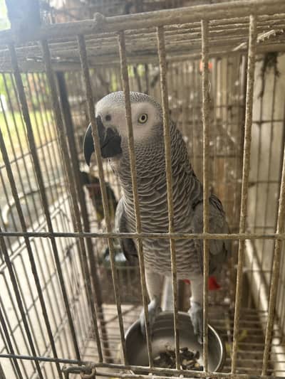 Adult African grey parrot