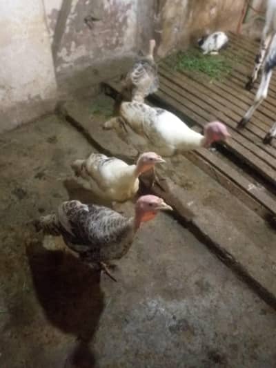 TURKEY BIRDS