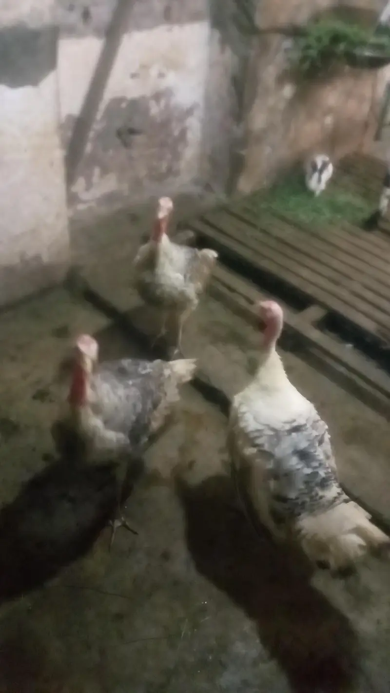 TURKEY BIRDS — photo 2