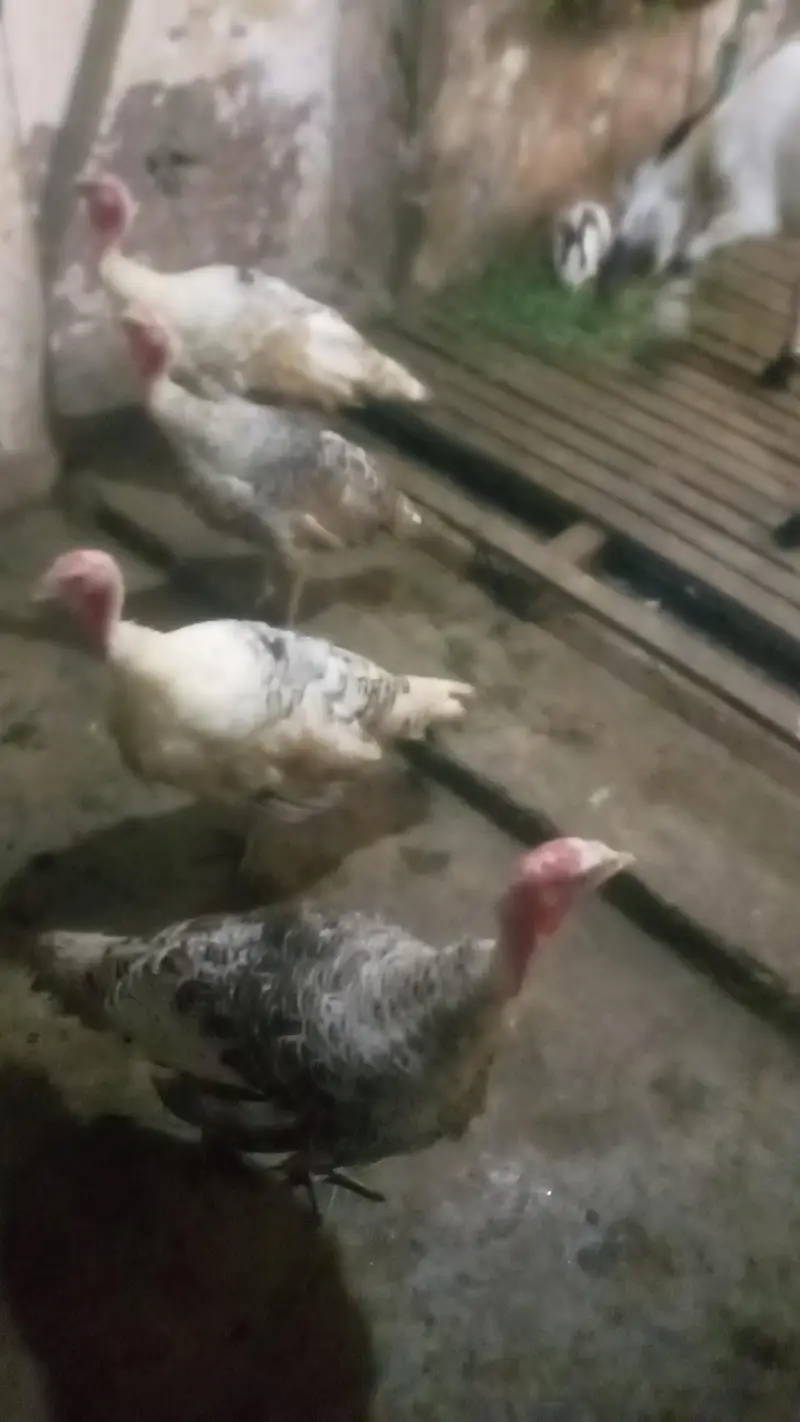 TURKEY BIRDS — photo 3
