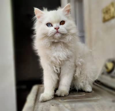Show Quality Persian Triple Coat cat kitten