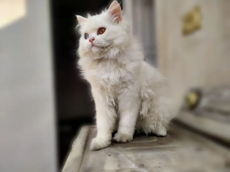 Show Quality Persian Triple Coat cat kitten — photo 2