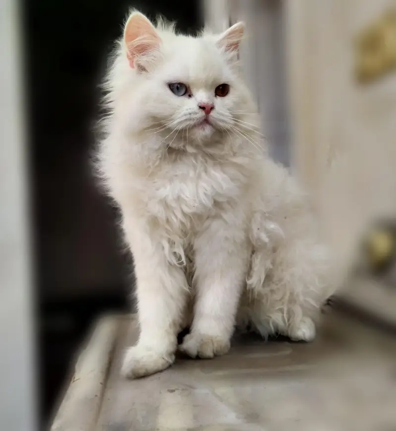 Show Quality Persian Triple Coat cat kitten — photo 3