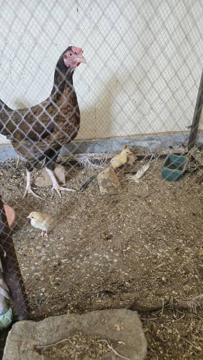 Pure Desi Murghi with 3 Aseel Chicks