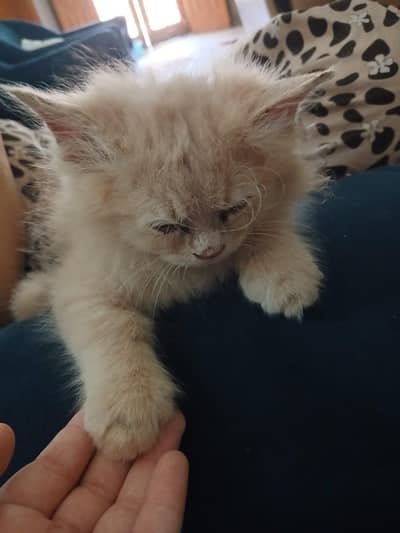 Ginger persian kitten