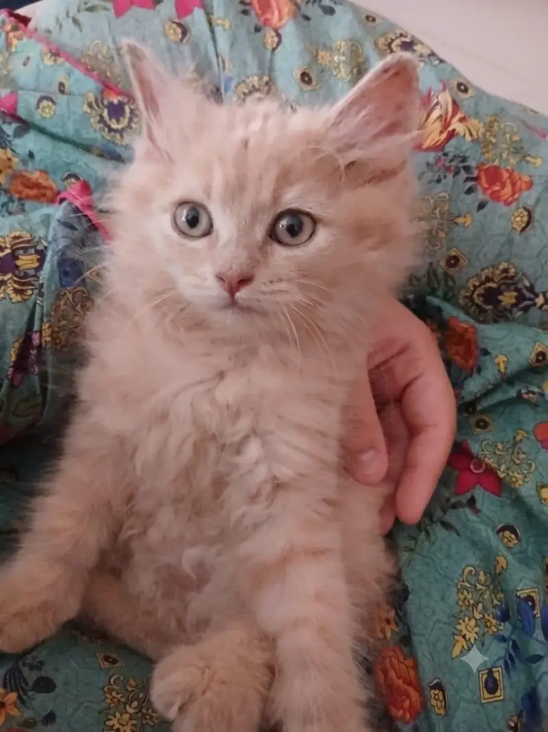 Ginger persian kitten — photo 2